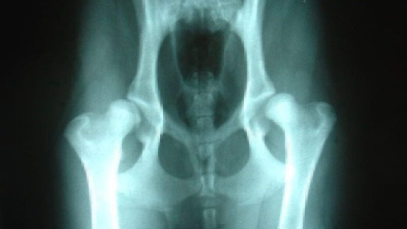 dog hip dysplasia