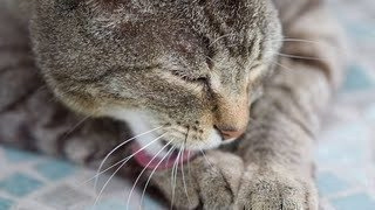 Common Illness in Cats - Hairballs  Healthy Paws Pet 