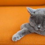 Cat Sleeping on Couch