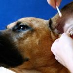 cleaning dog's ears