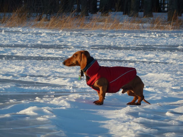 winter dog clothes