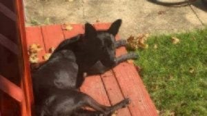 Black dog on a bench