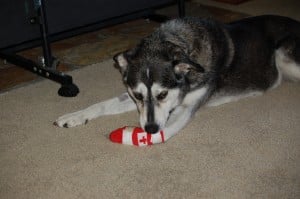 Injured paws are covered by Healthy Paws