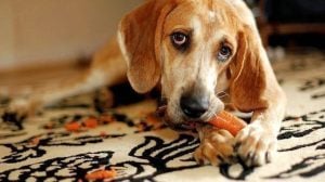 can dogs eat carrots