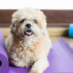 exercise with your dog