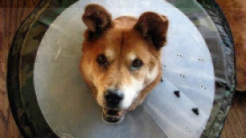 dog with a hot spot wearing a collar