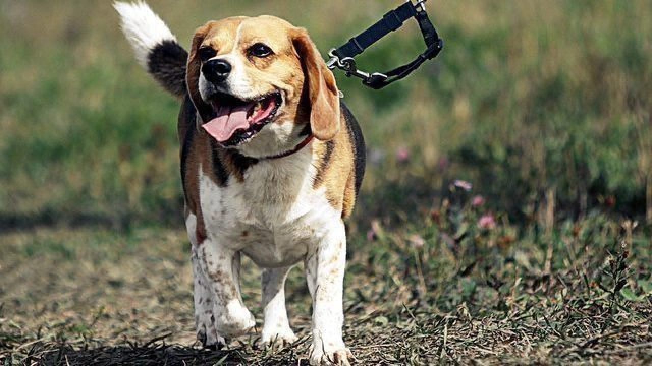 Dog Walking Leashed on Grass