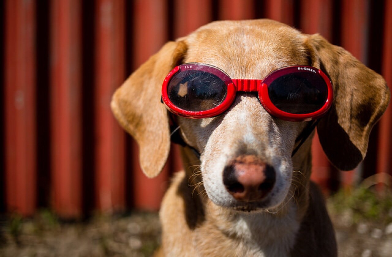 dog wearing goggles