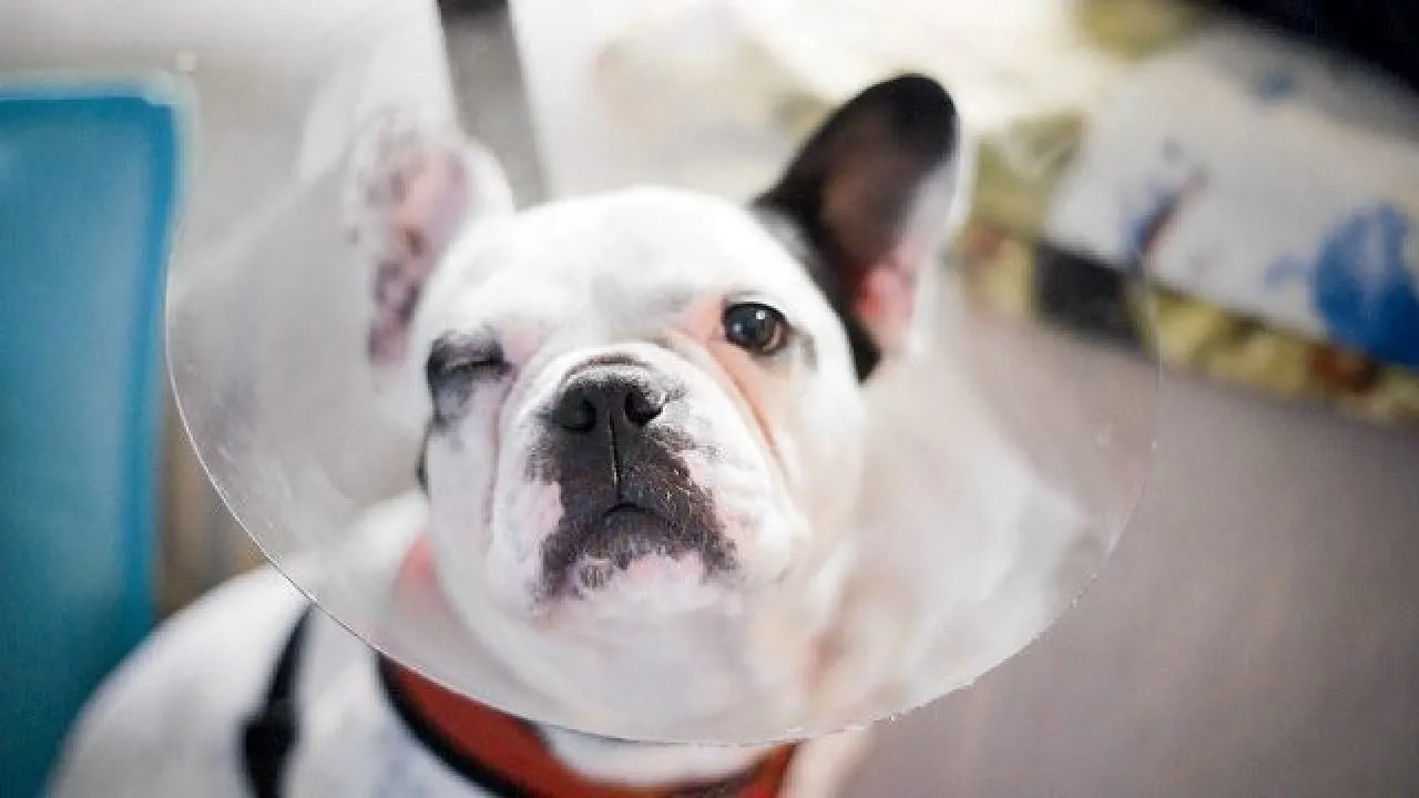 French bulldog in a cone