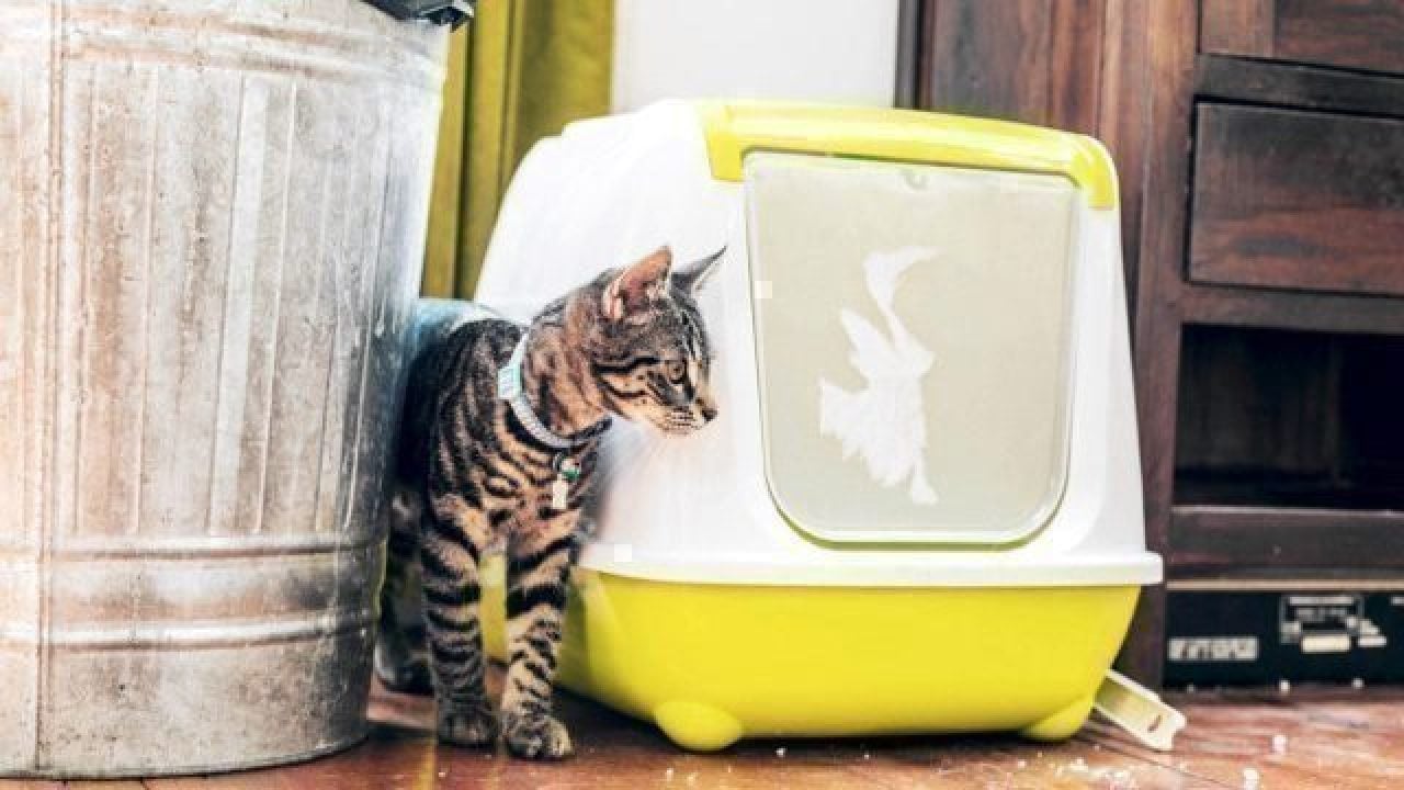 8 Creative Ways to Hide Your Cat s Litter Box Healthy Paws