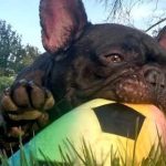 French Bulldog Rescue Network