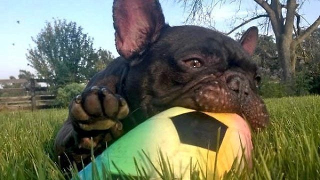 French Bulldog Rescue Network