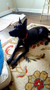 Black dog on a rug