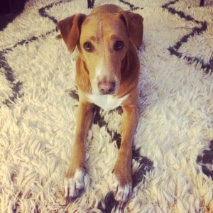 brown dog lying on rug