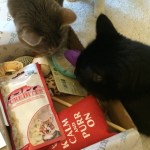 KitNipBox - Haley's Kitties