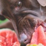 dog fruit eating food treats