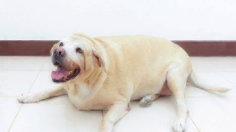 Obesity in Pets