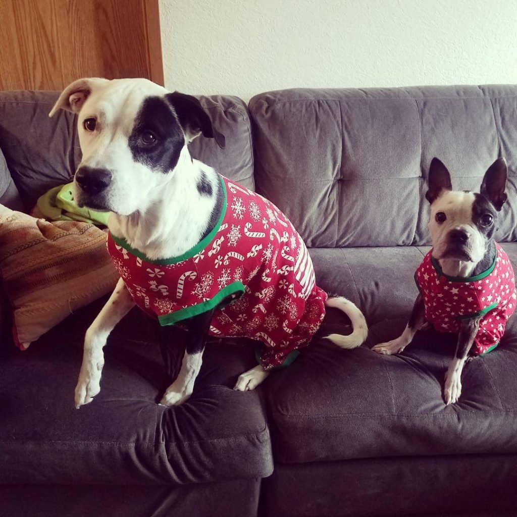 Two dogs in Christmas pajamas