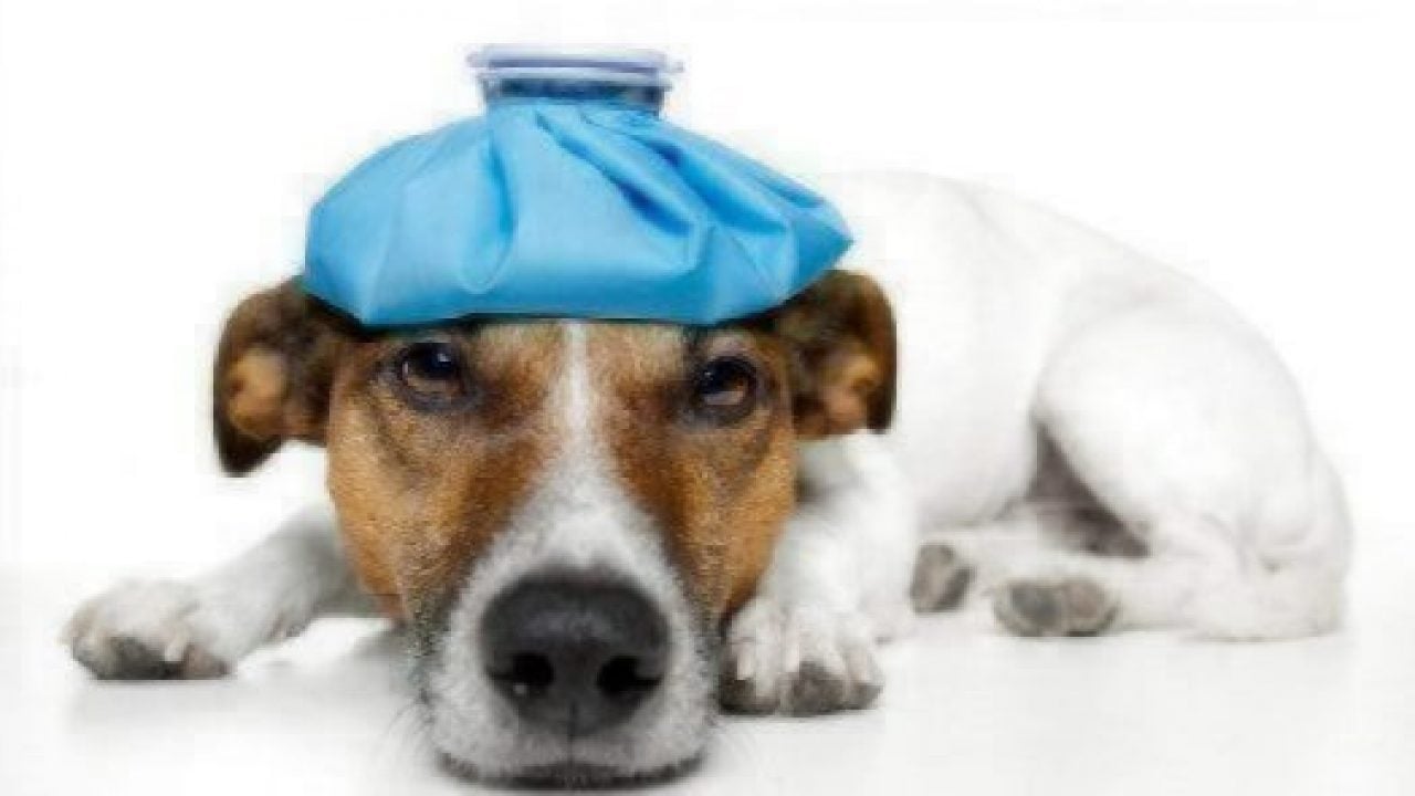 veterinary telemedicine,Google Helpouts