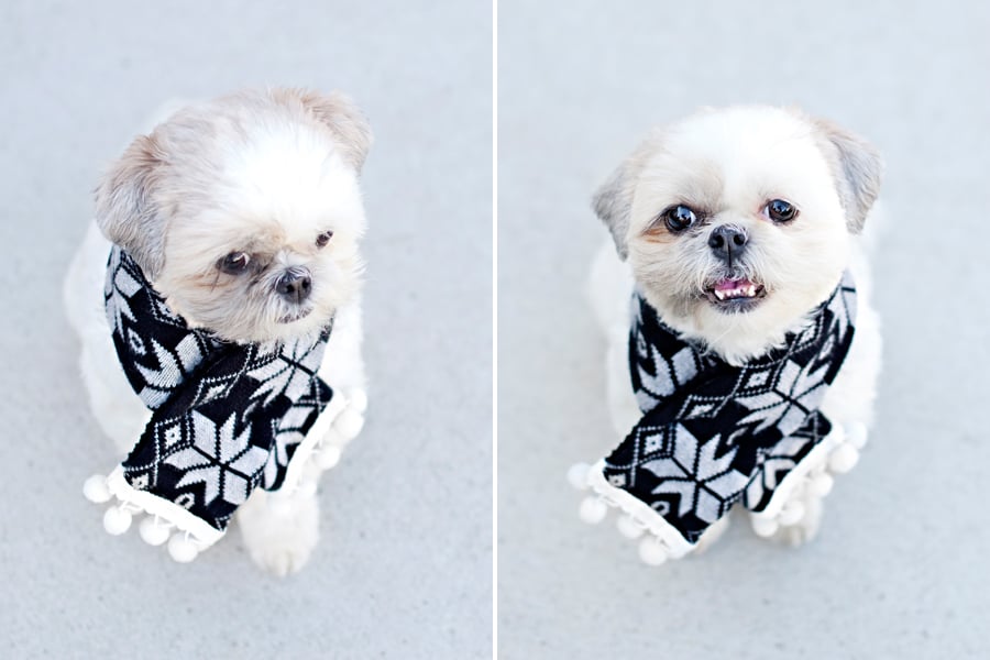 how to make a dog scarf