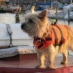 dog safety boating