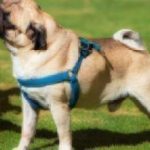 pug dog eating banana from a hand