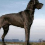 Large-Dog-Breeds