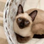 cat facts siamese