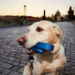 GPS Collar for Dogs