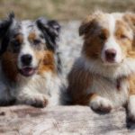 Medium-Dog-Breeds