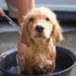 golden retriever puppy in bath