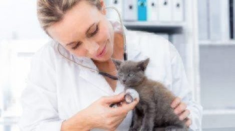 What to Expect at Your Pet’s Annual Vet Visit