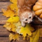 Can Dogs and Cats Eat Pumpkin?