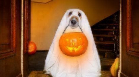 dog trick or treat costume