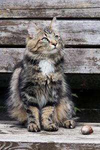 gray cat sitting outside