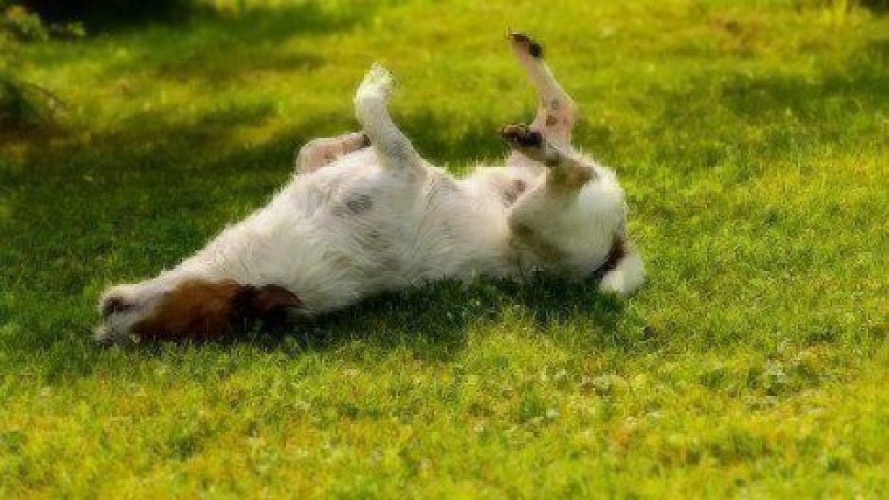 dog rolling in grass