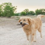 healthy paws golden retriever