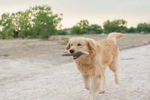 healthy paws golden retriever