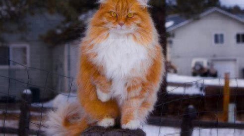 Healthy Paws Norwegian Forest Cat