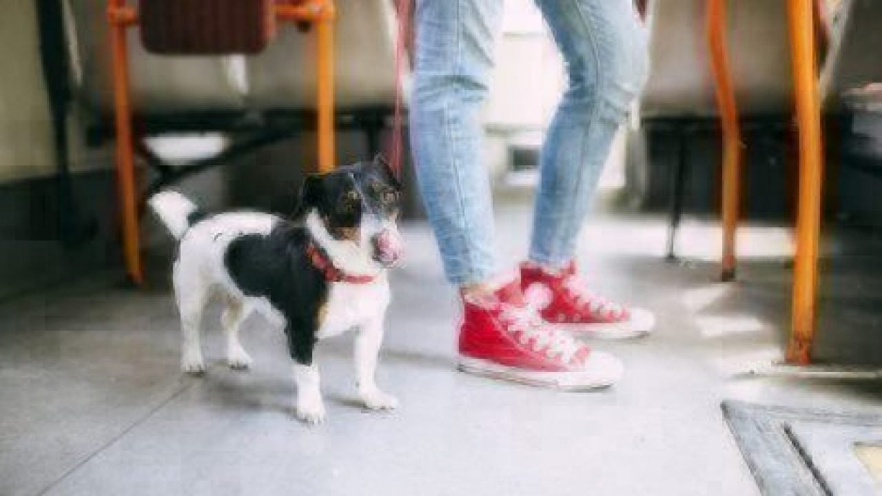 dog on subway