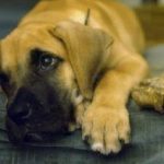 dog-upset-stomach-tips