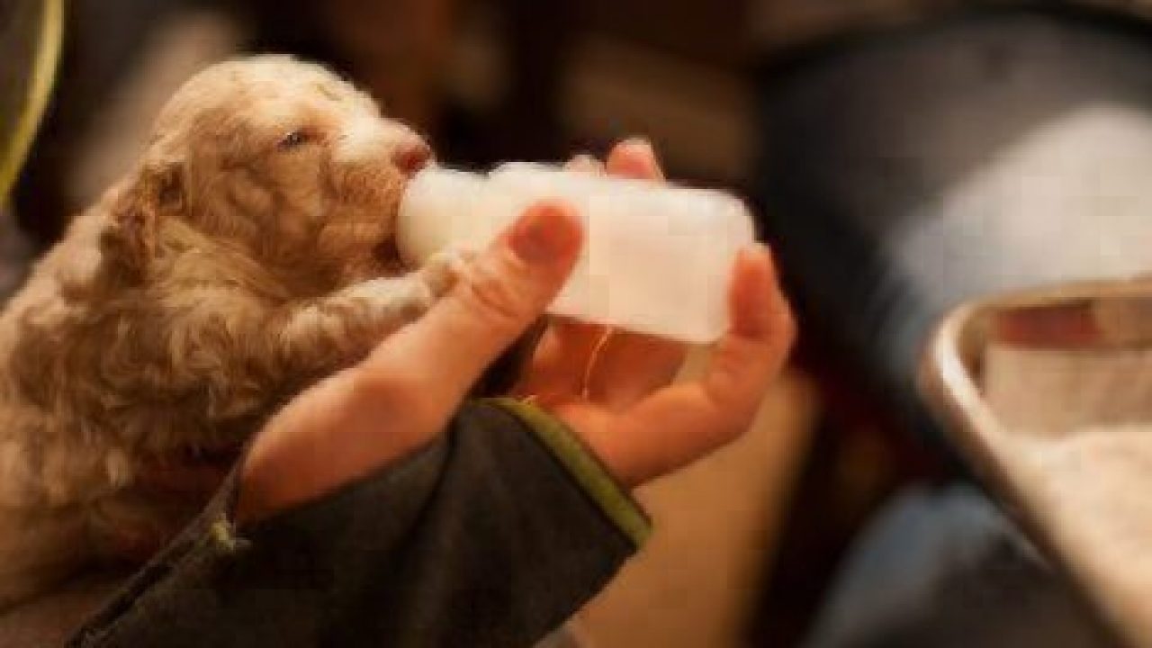 Newborn Puppy Diet: Puppy Formula | Healthy Paws