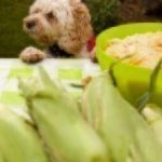 can dogs eat corn cobs