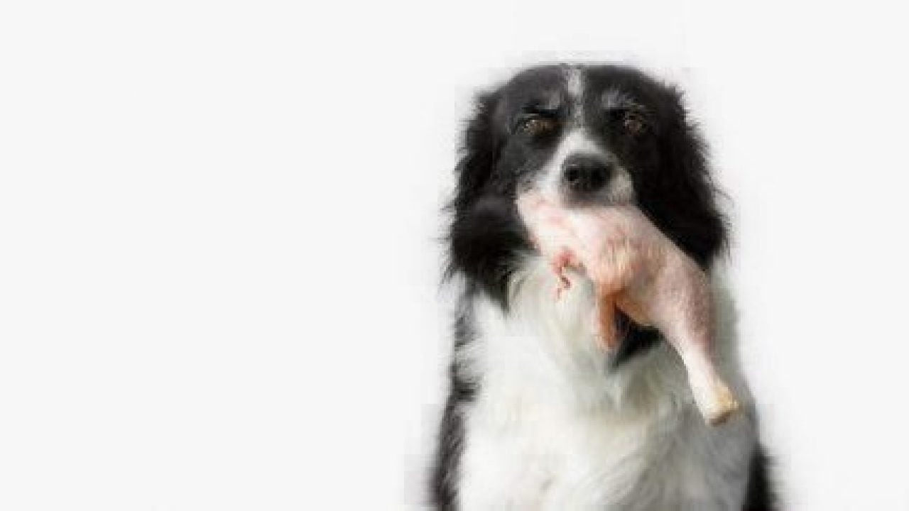 Can Dogs Eat Chicken Healthy Paws