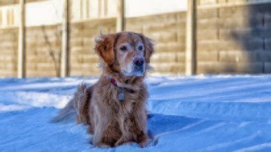 dog in cold weather