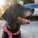 black dog sitting outside