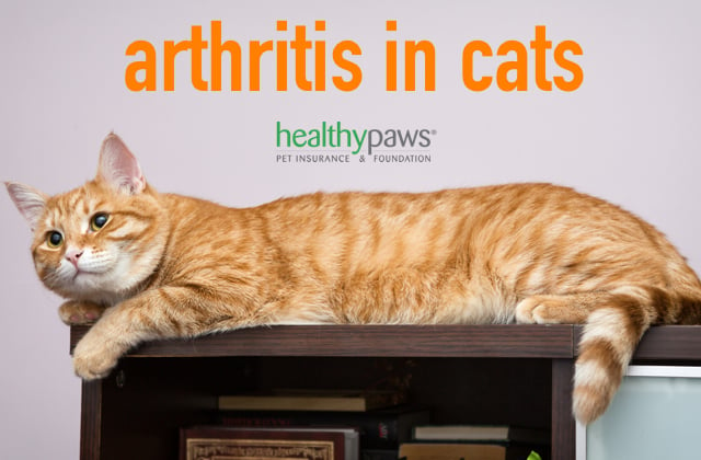 Arthritis In Cats Healthy Paws