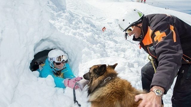 working dogs