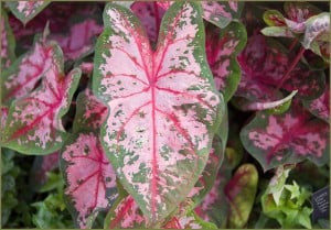 caladium