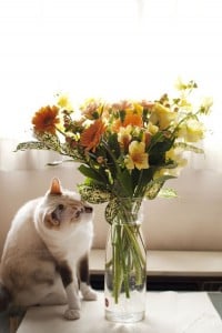 plants toxic to cats